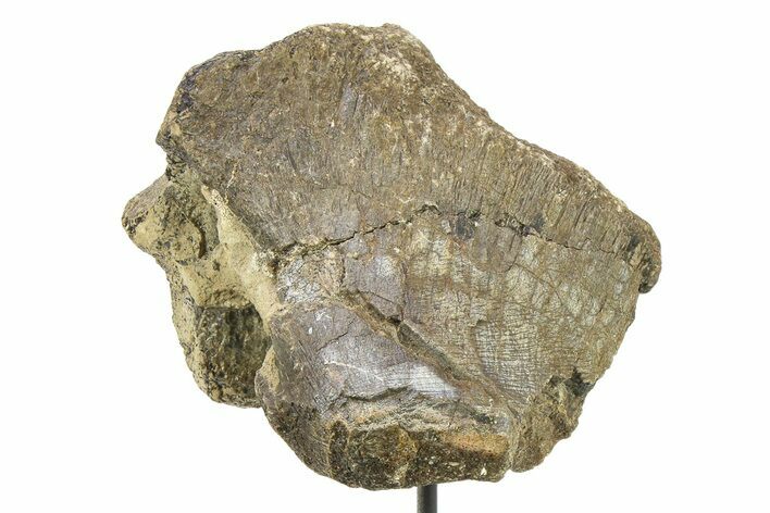 Fossil Dinosaur Vertebra Section w/ Metal Stand - South Dakota #294893